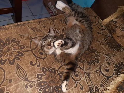 Freestyle sleeping cat Фото