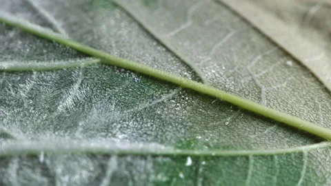 Freeze leaf Stock Footage 191182421