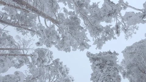 Freezed forest. Nature background Stock Footage 86222420