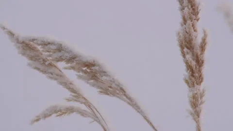 Freezing 動画素材 169428971