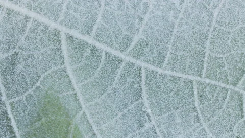 Freezing leaf, ice and snow crystals forming on a green leaf, frost, morning dew Vidéo 140116069