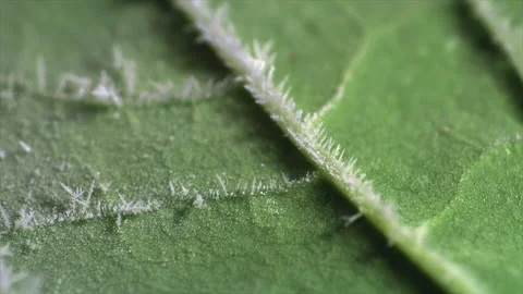 Freezing of the leaf surface Stock Footage 192540114