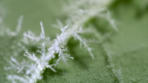 Freezing of the leaf surface Stock Footage 192540621