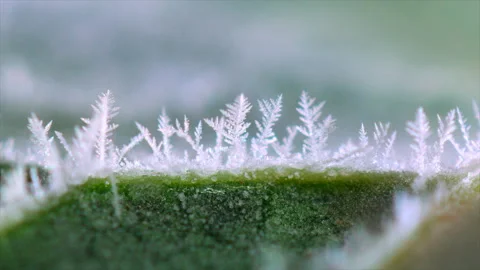 Freezing of the leaf surface Stock Footage 192540795
