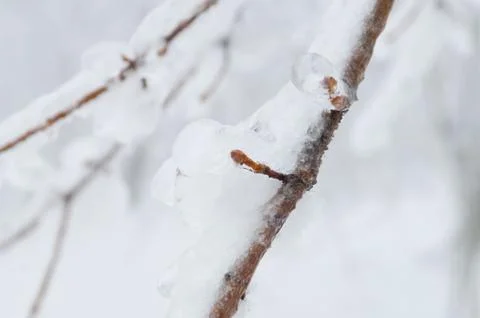 Freezing rain covered the trees and surface in a park forest Stock Photos