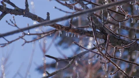 Freezing Rain Ice on Tree branches. Stock Footage 57251313