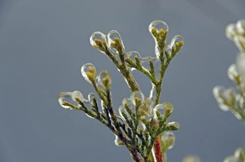 Freezing rain Stock Photos