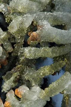 Freezing rain Stock Photos