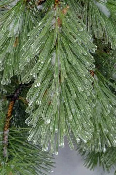 Freezing rain Stock Photos