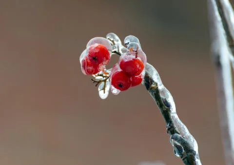Freezing rain Stock Photos