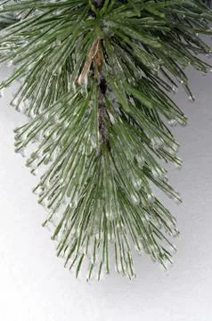 Freezing rain Stock Photos