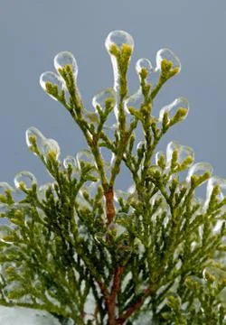 Freezing rain Stock Photos