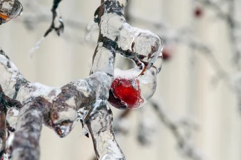 Freezing rain Stock Photos