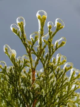 Freezing rain Stock Photos