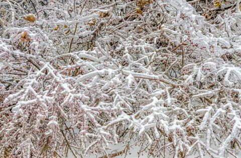 Freezing rain Stock Photos