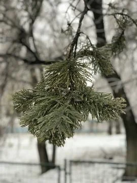 Freezing rain. Pine is in ice Stock Photos