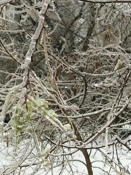 Freezing rain. Tree is in ice Stock Photos