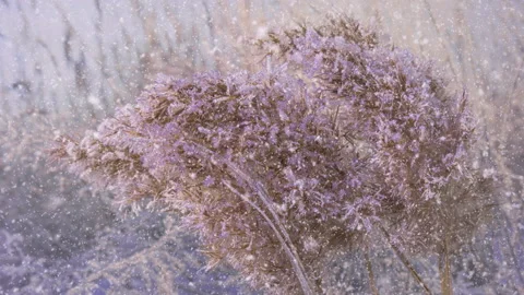 Freezing reed grass , Stock Footage 169579840