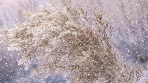 Freezing reed grass. Winter background. Light snowfall Stock Footage 166719796