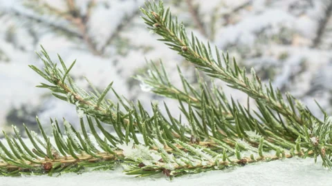 Freezing spruce branch, close-up. Stock Footage 142750052