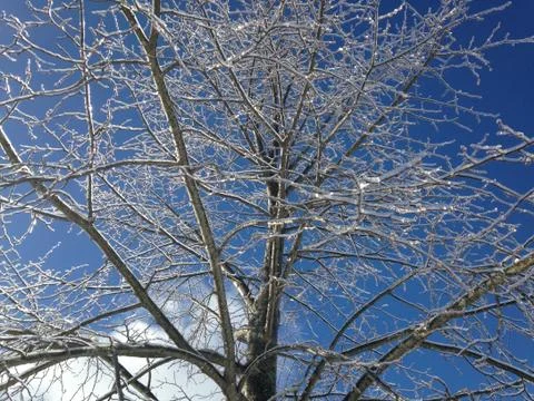 Freezing tree 写真素材