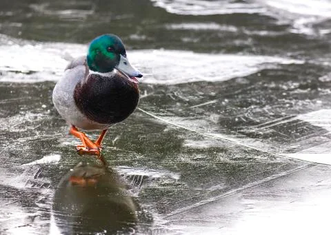 Freezing weather Stock Photos