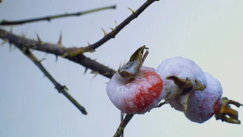 Freezing wild rose Stock Footage 190300931