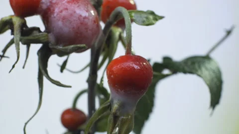 Freezing wild rose Stock Footage 190323213