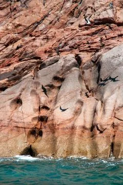 Fregate bird nesting on the rock Stock Photos