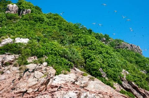 Fregate bird nesting on the rock Foto stock