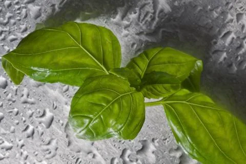 Freh basil Stock Photos