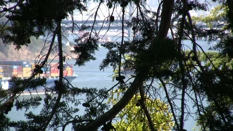 Freight Barge Through Tree Branches in San Francisco Bay Area Stock Footage 107570616