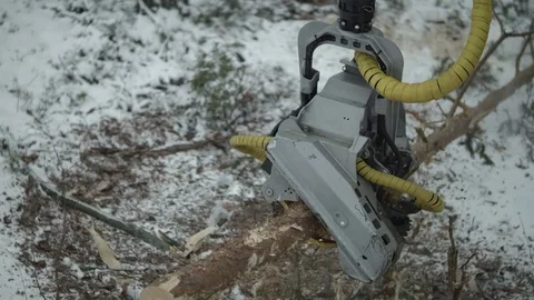 Freight forwarder processing the tree, slowmotion Stock Footage 70415566