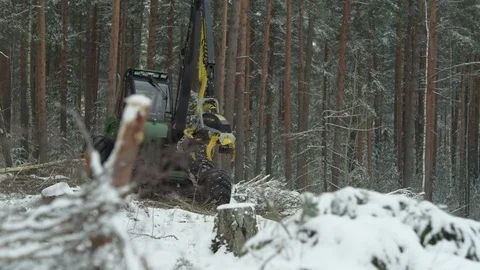 Freight forwarder working in the forest, chopping trees Stock Footage 70415773