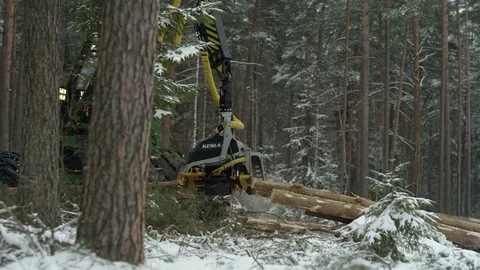 Freight forwarder working in the forest, chopping trees in pieces Stock Footage 70416550