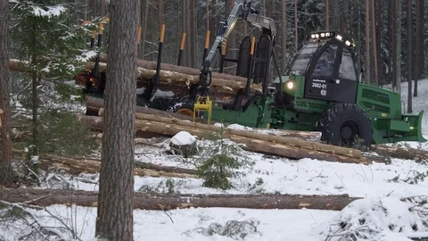 Freight forwarder working in the forest, folding processed wood Stock Footage 70415954