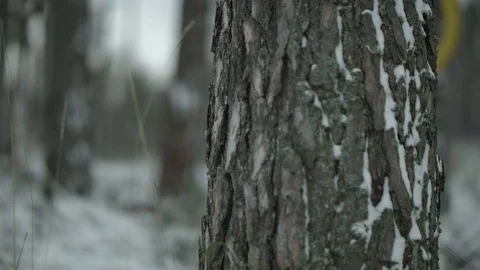 Freight forwarder working in the forest, out of focus, pan to the right Video stock 70415890