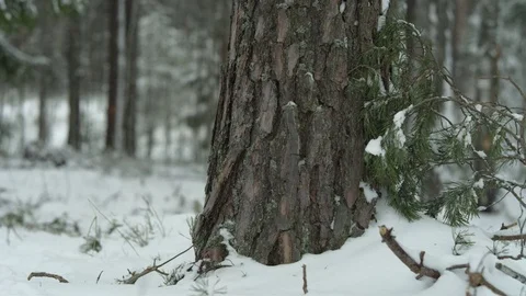 Freight forwarder working in the forest, pan to the right Video stock 70415857