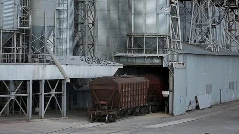 Freight train with agricultural crops as cargo transportations moving at big Stock Footage 91028588