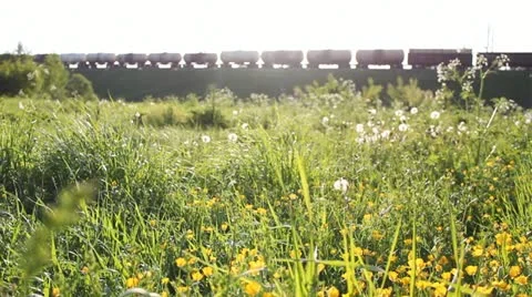 Freight train and meadow with dandelions in the foreground Stockbeeldmateriaal 12451246