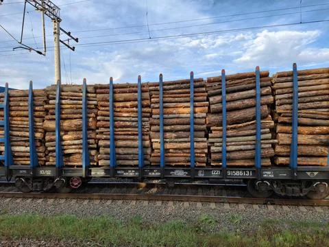 A freight train carries timber. Transporting tree trunks 스톡 사진