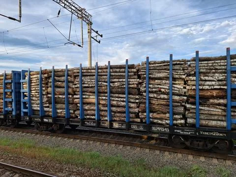 A freight train carries timber. Transporting tree trunks Foto stock