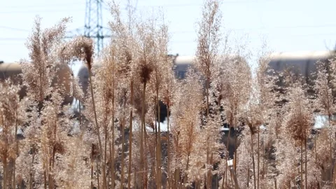 Freight train. Stock Footage 196177379