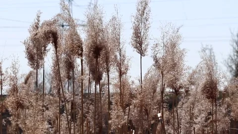 Freight train. Stock Footage 196180851