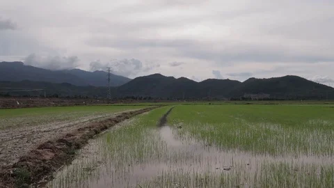 Freight train passes by rice fields in Vietnam overlooking the mountains Stock Footage 117442618