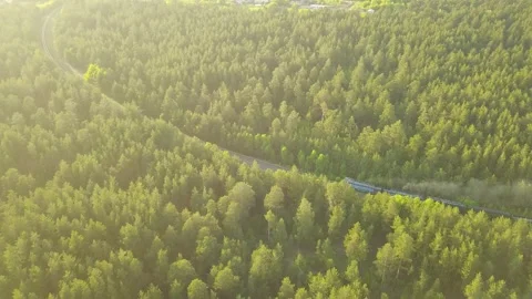 Freight train rides in a pine forest, top view. Stock Footage 133621001