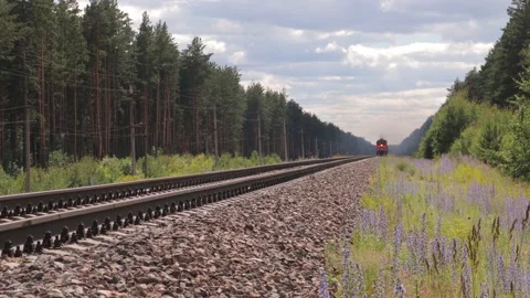 Freight train travels through the forest to Russia Stock Footage 134336213