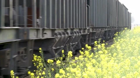 Freight trains are running in the rape flowers Stock Footage 178628812