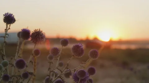 Freight trucks driving on a highway in at sunset Stock Footage 78736330