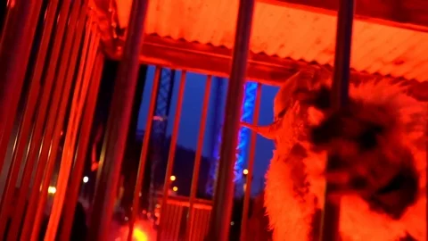 Freighting monster in a cage Stock Footage 73670330